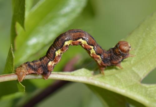 Erannis defoliaria